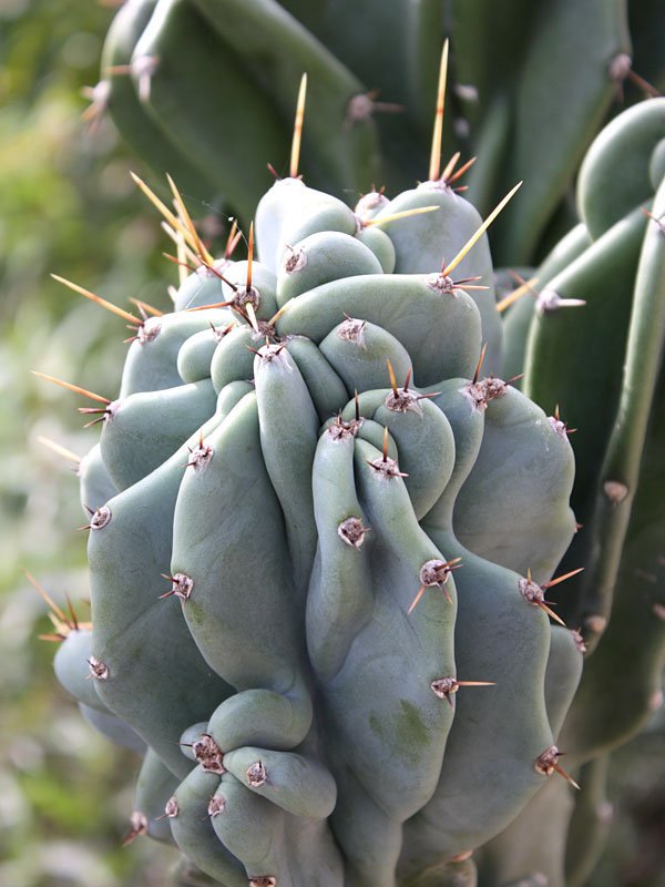 Xương rồng khế (sư tử) - Cereus peruvianus ‘Monstrosus' 3