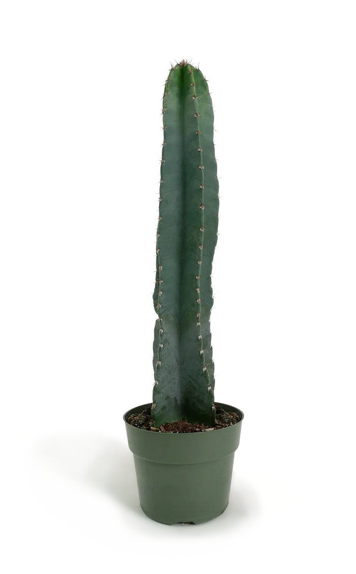 Xương rồng trụ thanh sơn - Cactus Cereus Peruvianus 2