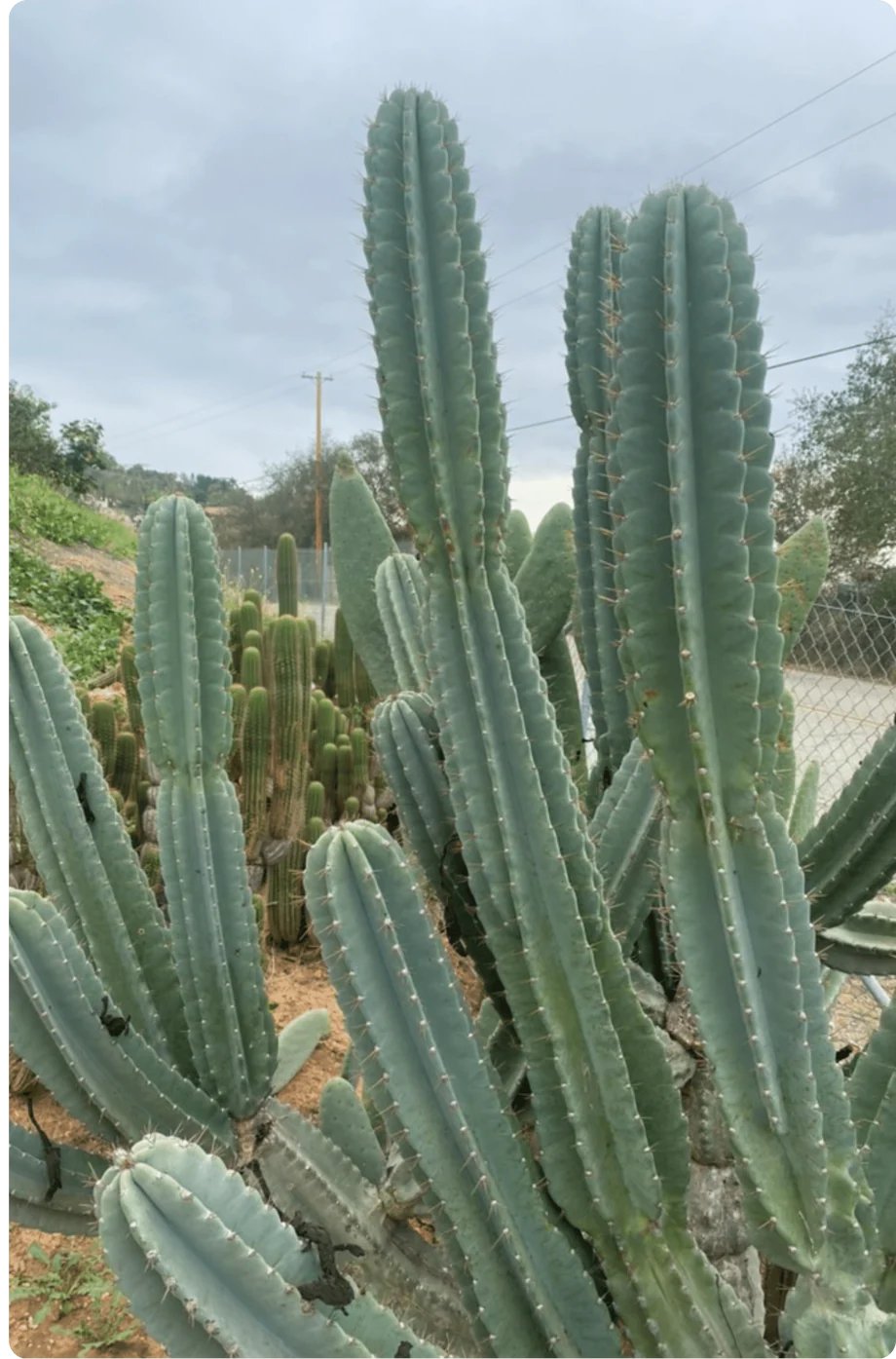 Xương rồng trụ thanh sơn - Cactus Cereus Peruvianus 3