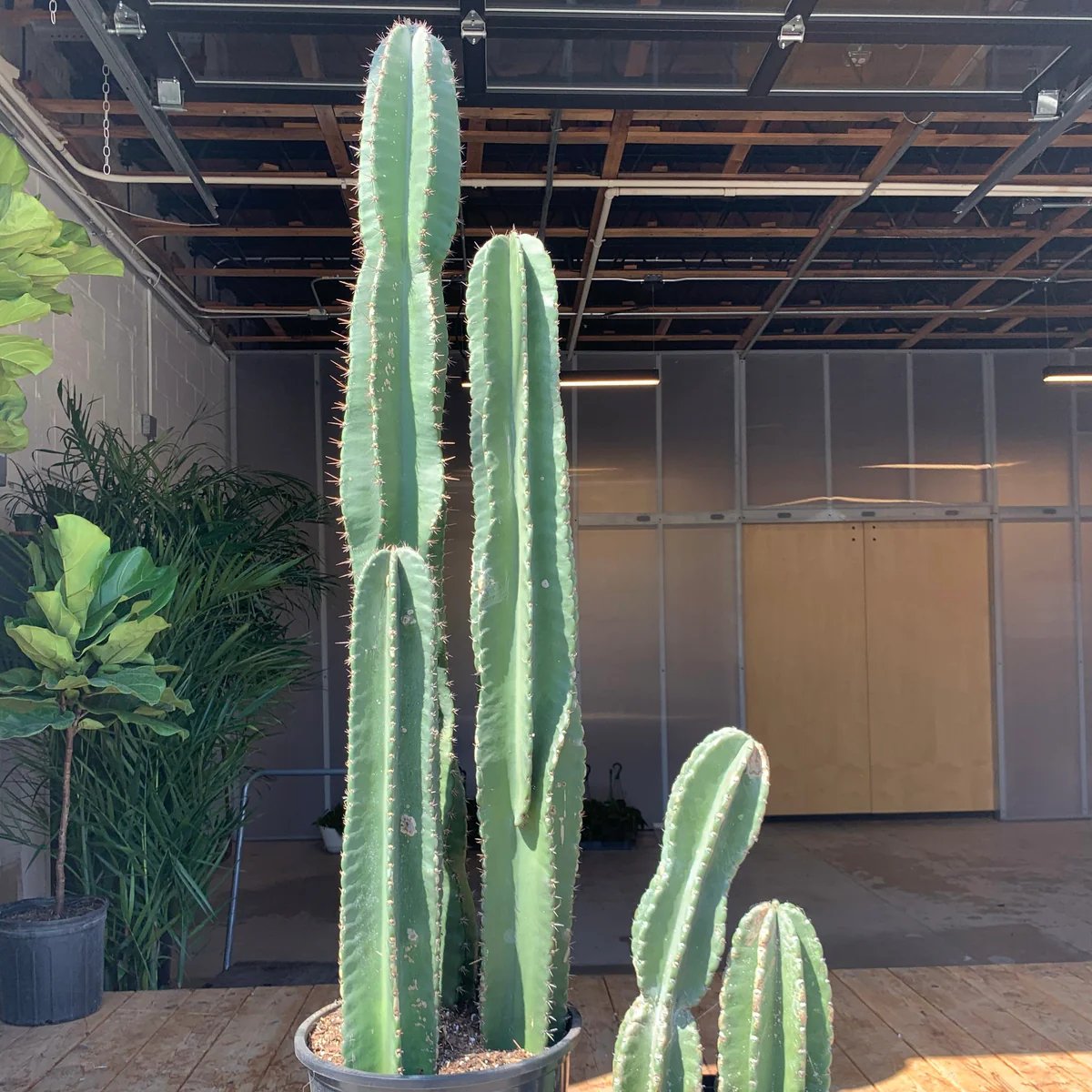 Xương rồng trụ thanh sơn - Cactus Cereus Peruvianus