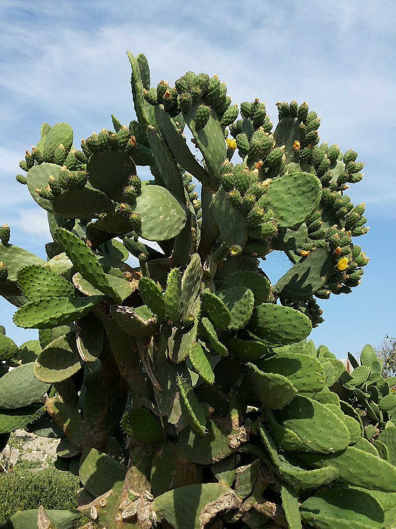 Xương rồng tai thỏ - Opuntia ficus-indica 2