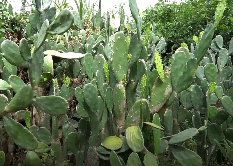 Xương rồng tai thỏ - Opuntia ficus-indica