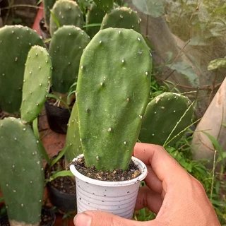 Xương rồng tai thỏ - Opuntia ficus-indica 3
