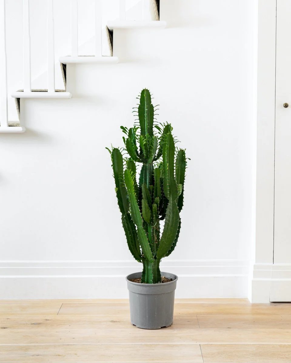Xương rồng Euphorbia (Euphor) - Euphorbia cactus