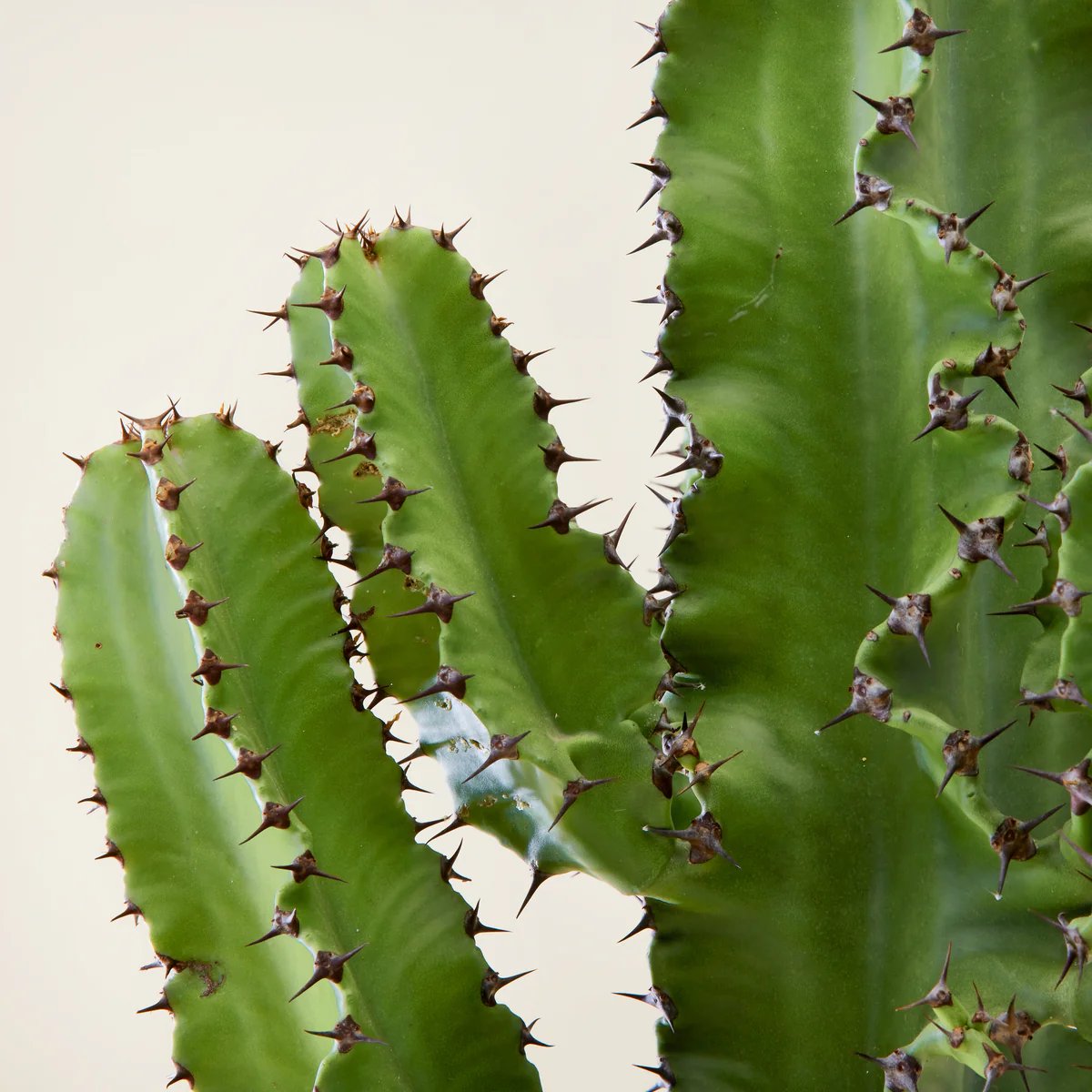 Xương rồng Euphorbia (Euphor) - Euphorbia cactus 3
