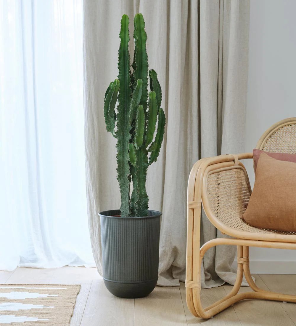 Xương rồng Euphorbia (Euphor) - Euphorbia cactus 2