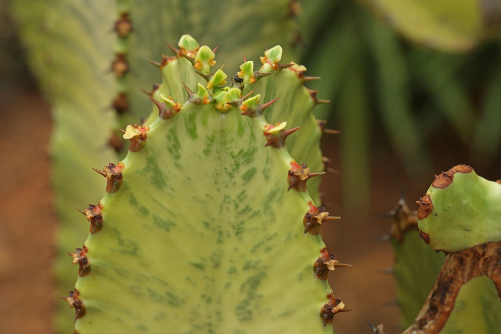 Xương rồng Euphorbia Ammak 3