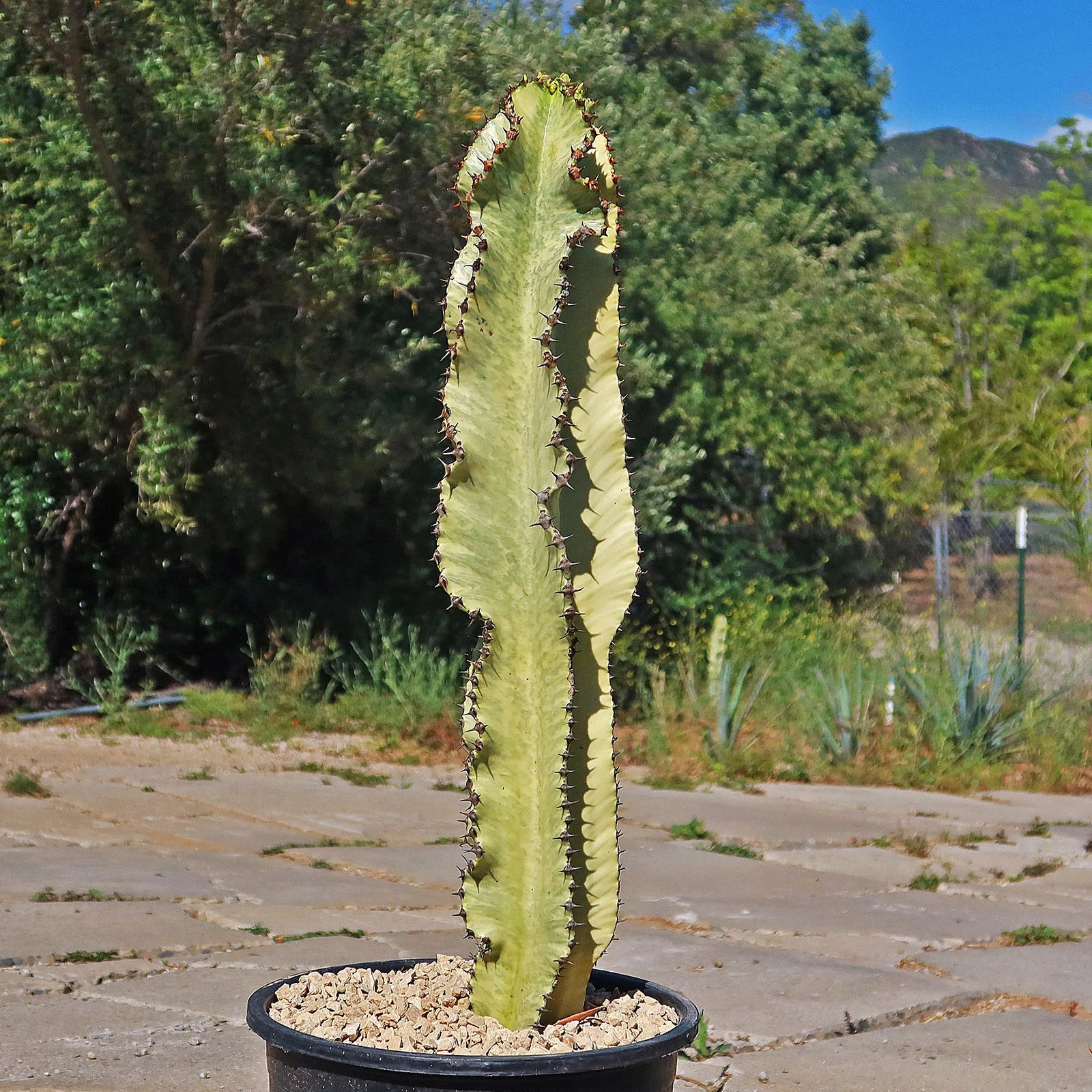 Xương rồng Euphorbia Ammak
