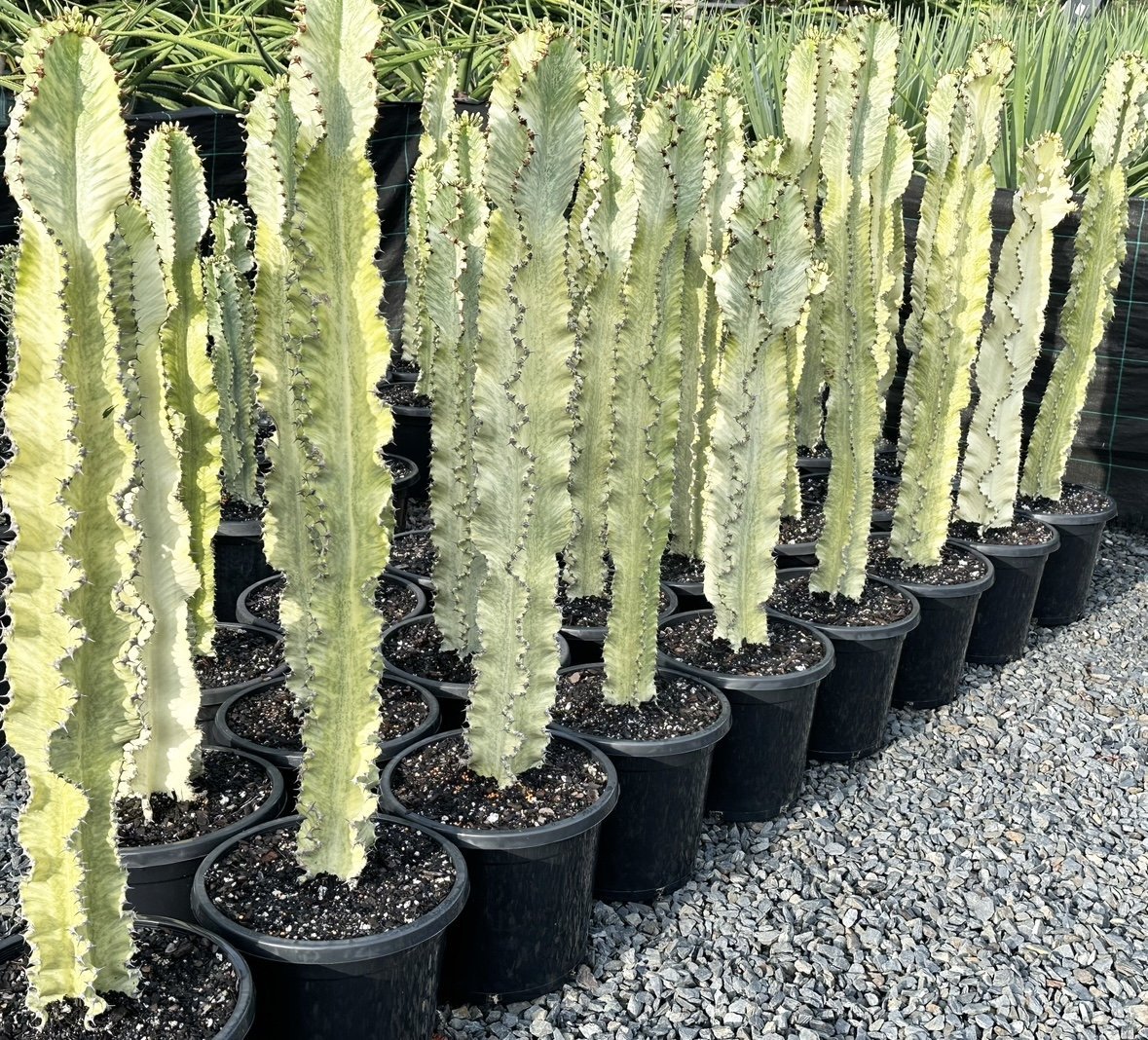 Xương rồng Euphorbia Ammak 2