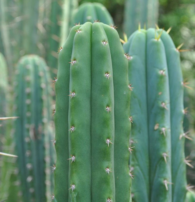 San Pedro Cactus - Xương rồng San Pedro