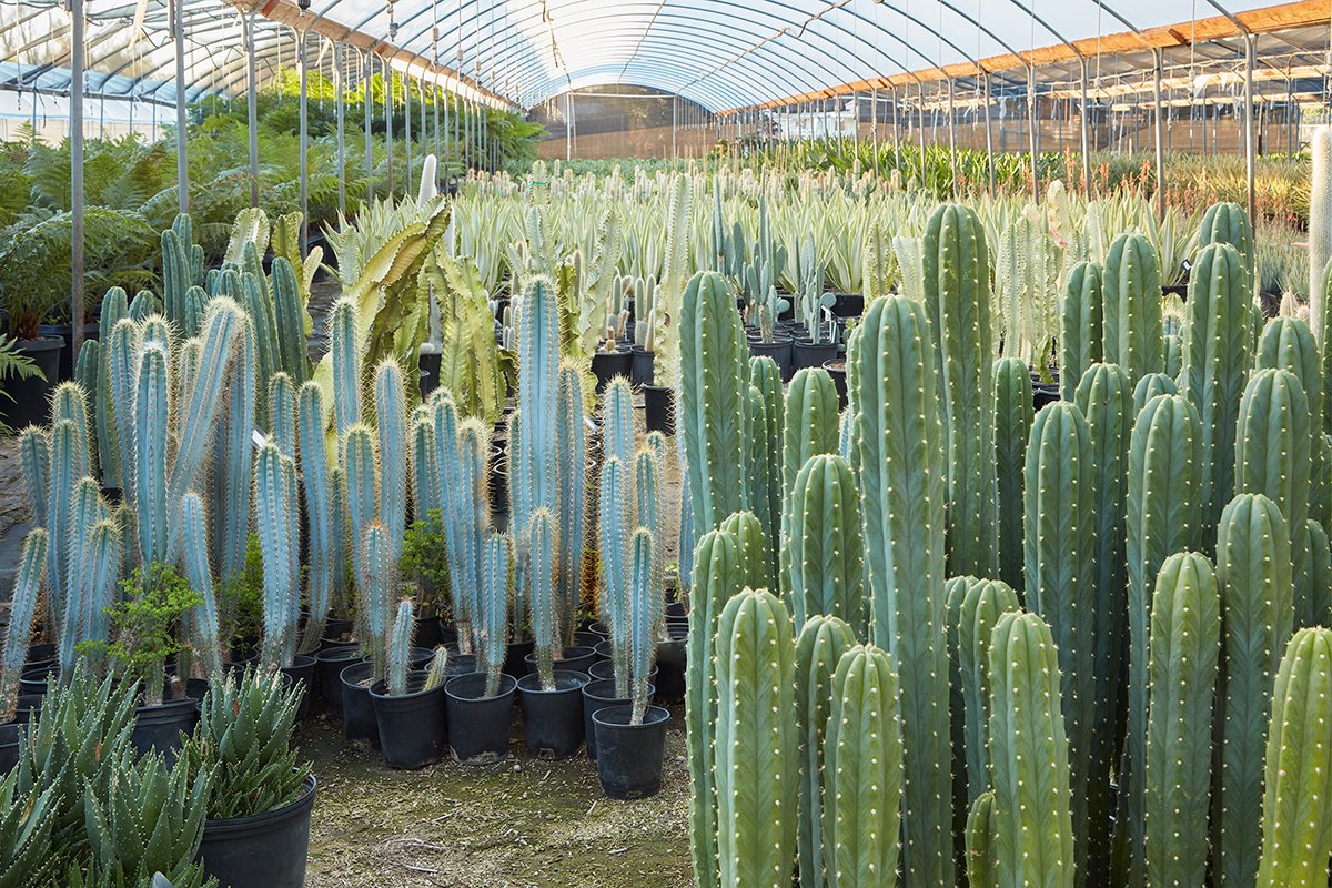 San Pedro Cactus - Xương rồng San Pedro 2