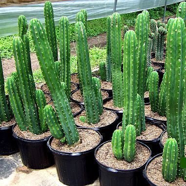 San Pedro Cactus - Xương rồng San Pedro 3