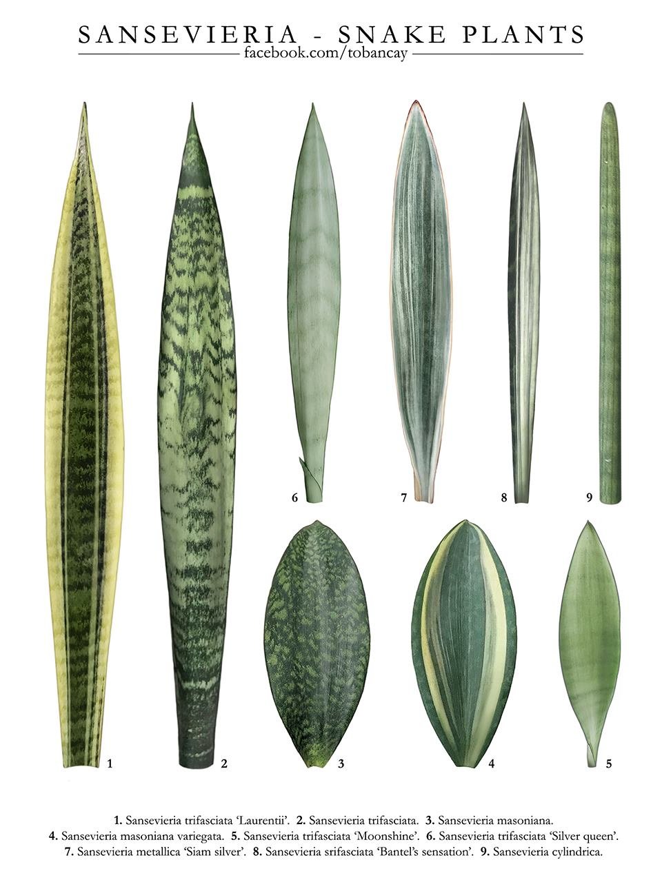 Lưỡi hổ Dhofarica “Samurai Salaf” (Sansevieria Dhofarica “Samurai Salaf”) 2