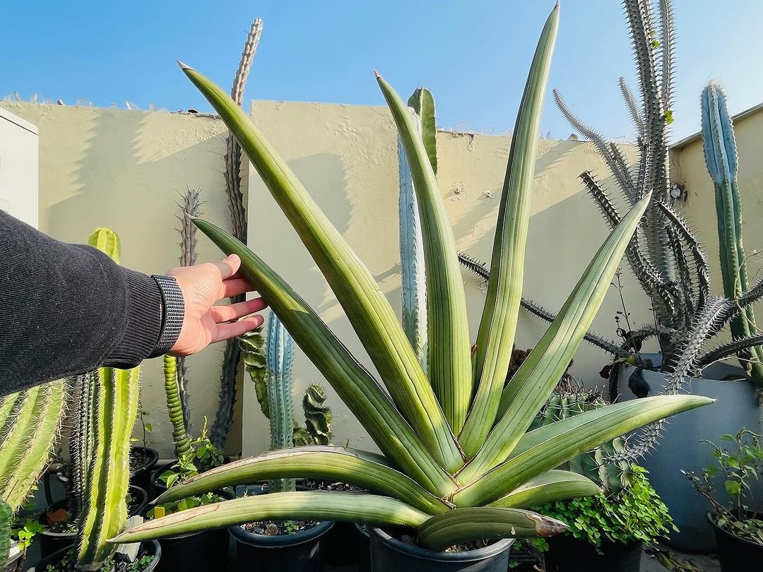 Lưỡi hổ Dhofarica “Samurai Salaf” (Sansevieria Dhofarica “Samurai Salaf”)