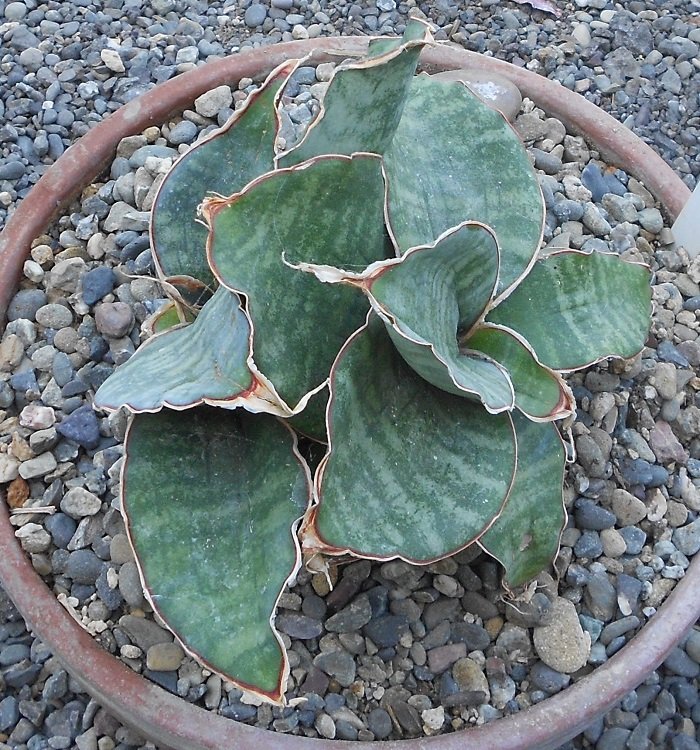 Lưỡi hổ Dragon wings (Sansevieria dragon wings)