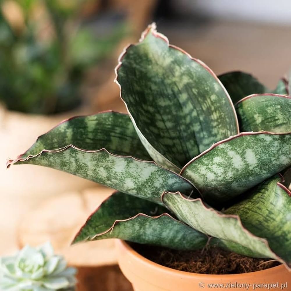 Lưỡi hổ Dragon wings (Sansevieria dragon wings) 3