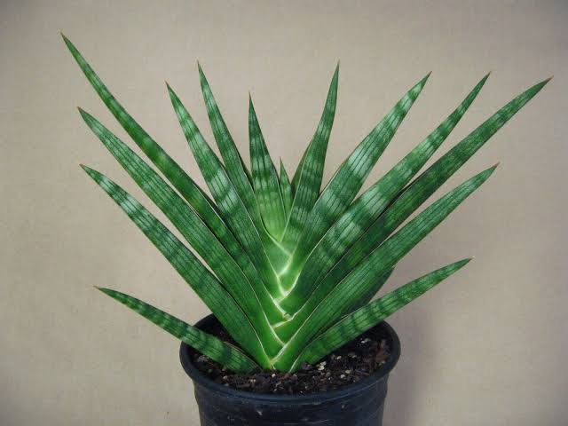 Lưỡi hổ suffruticosa (Sansevieria suffruticosa)