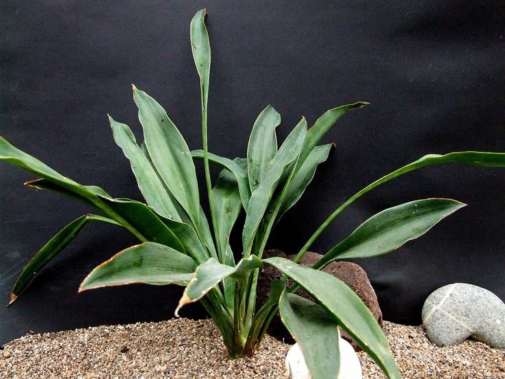 Lưỡi hổ Concinna (Sansevieria Concinna)