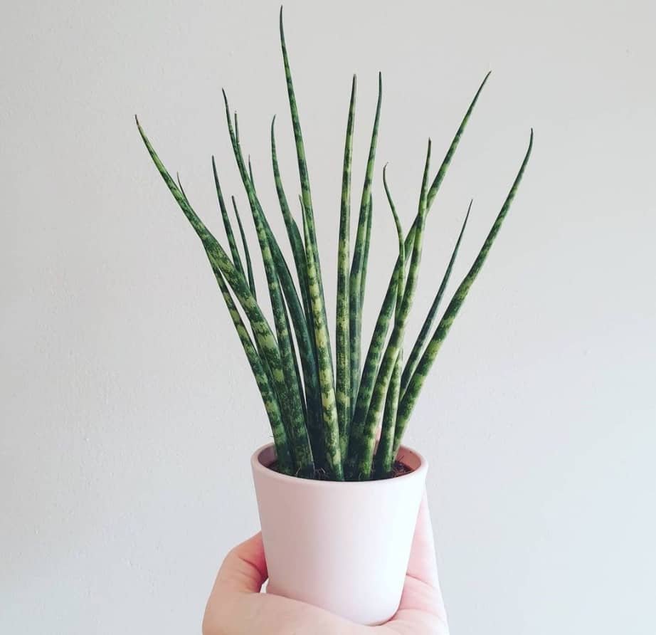 Lưỡi hổ fernwood (Sansevieria fernwood)