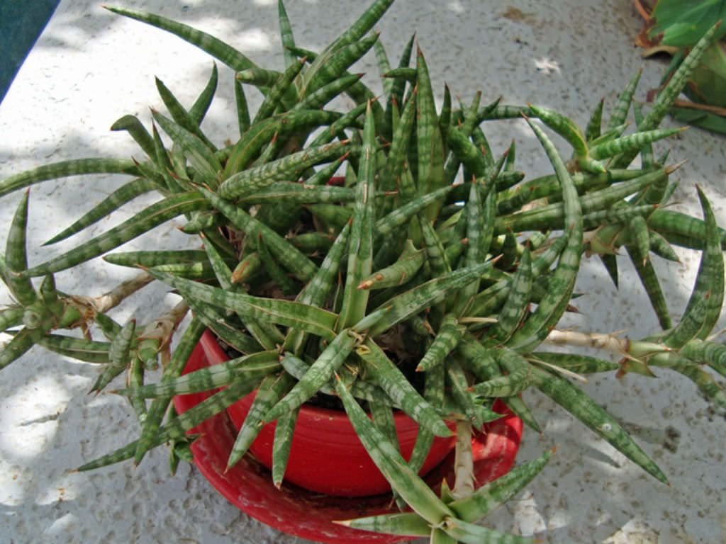 Lưỡi hổ Ballyi (Sansevieria Ballyi)