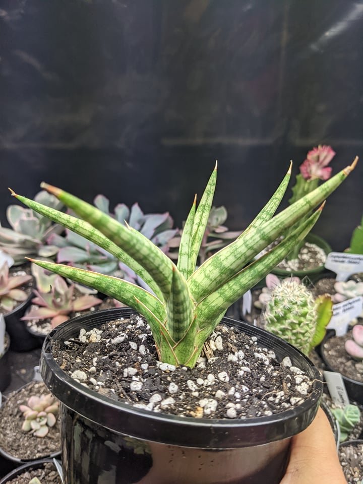 Lưỡi hổ Ballyi (Sansevieria Ballyi) 3