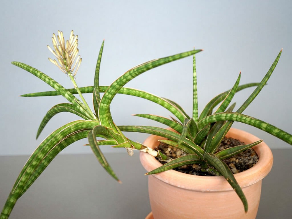 Lưỡi hổ Ballyi (Sansevieria Ballyi) 2