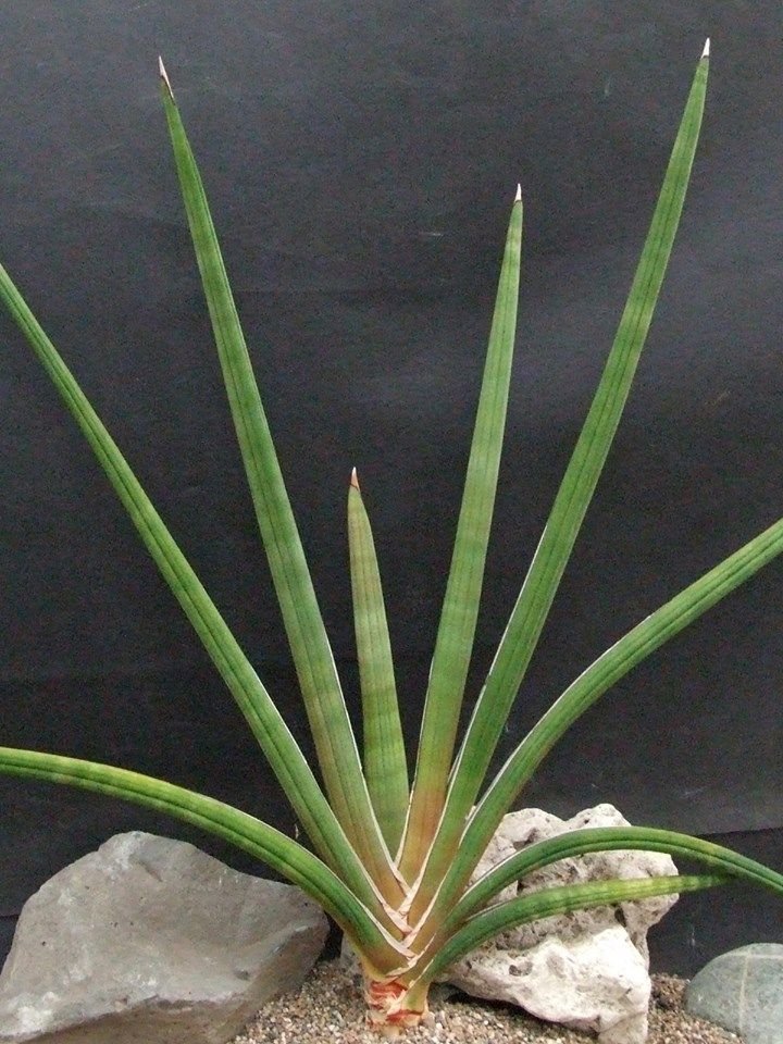 Lưỡi hổ Pearsonii (Sansevieria Pearsonii)