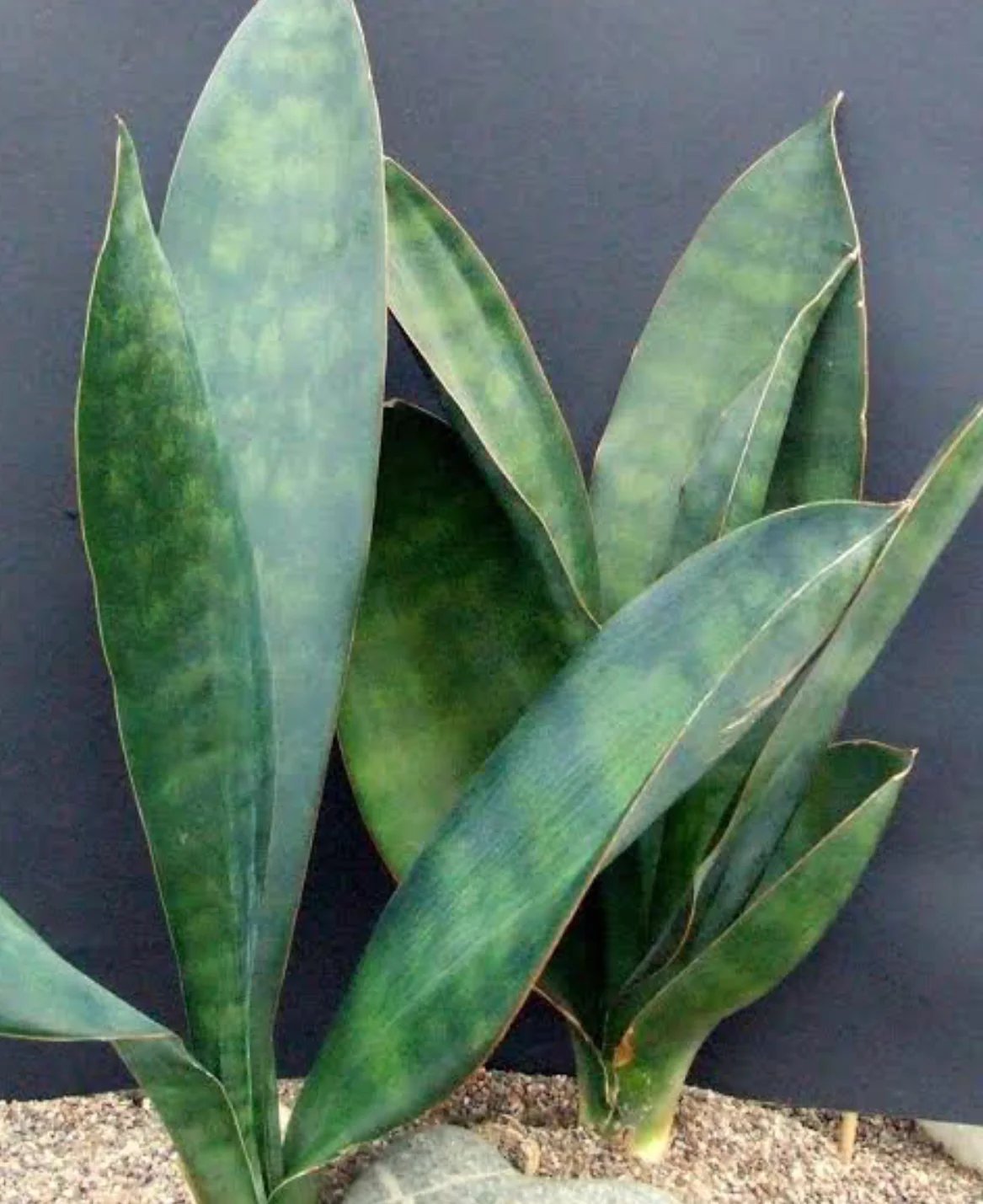 Lưỡi hổ hyacinthoides (Sansevieria hyacinthoides)