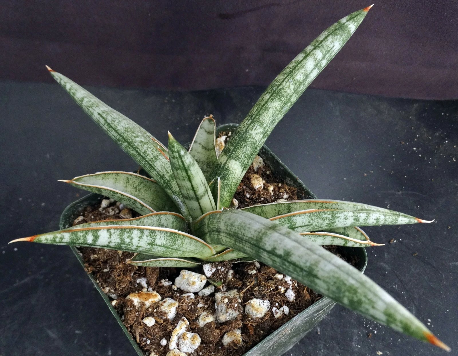 Lưỡi hổ fischeri(Sansevieria fischeri)