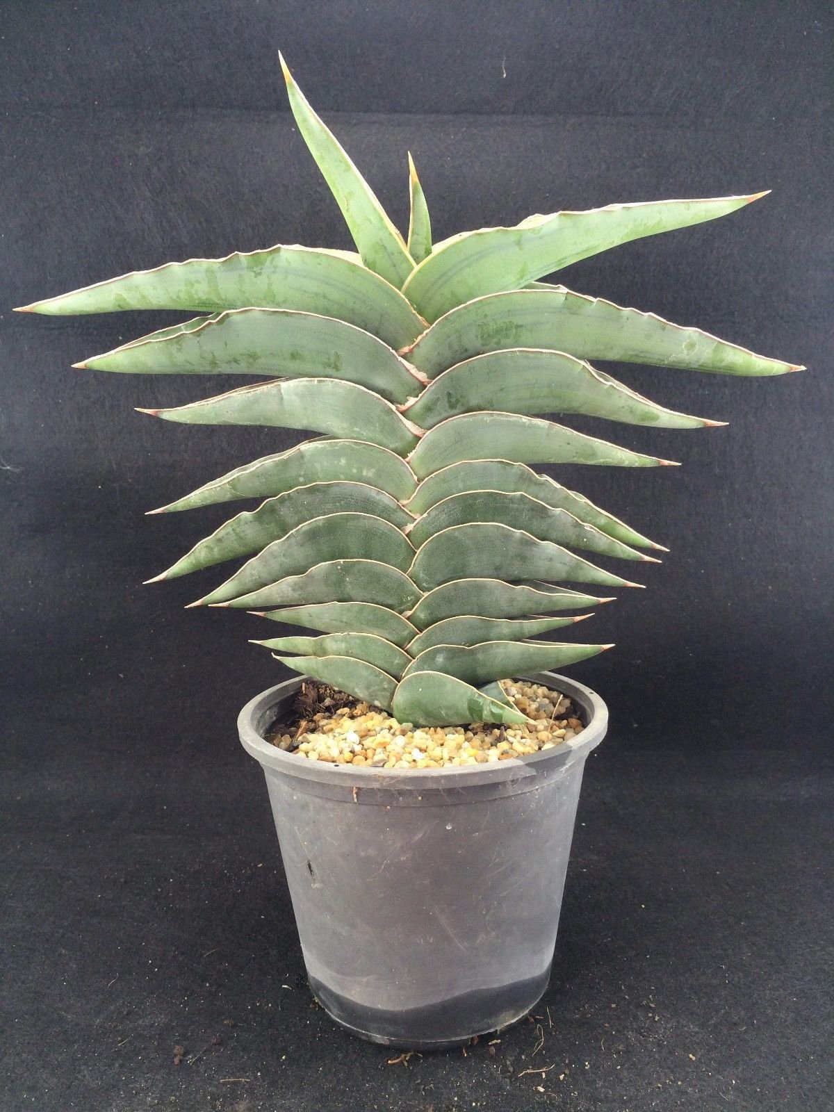 Lưỡi hổ powellii (Sansevieria powellii)