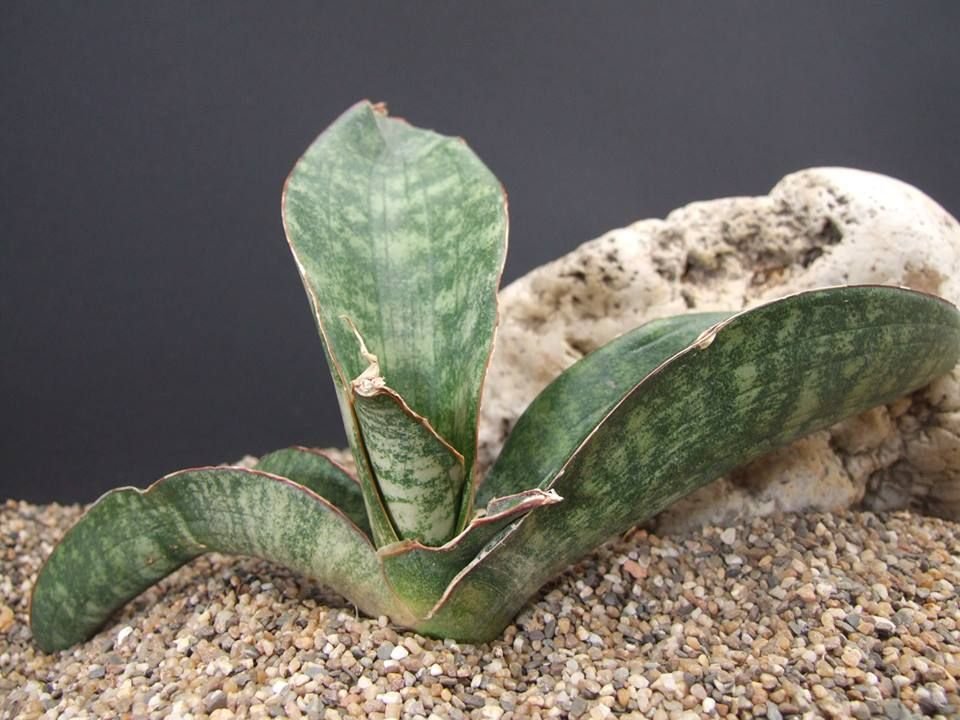 Lưỡi hổ humiflora ( Sansevieria humiflora)