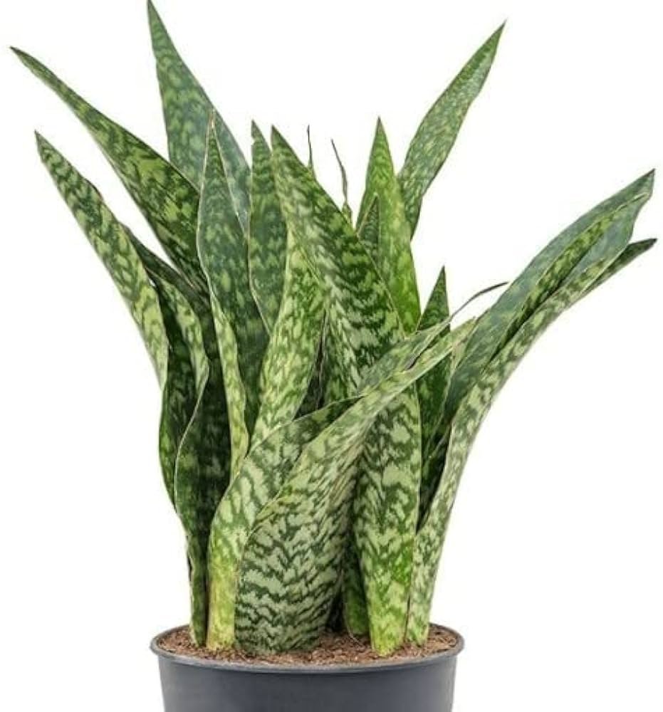 Lưỡi hổ aubrytiana( Sansevieria aubrytiana)