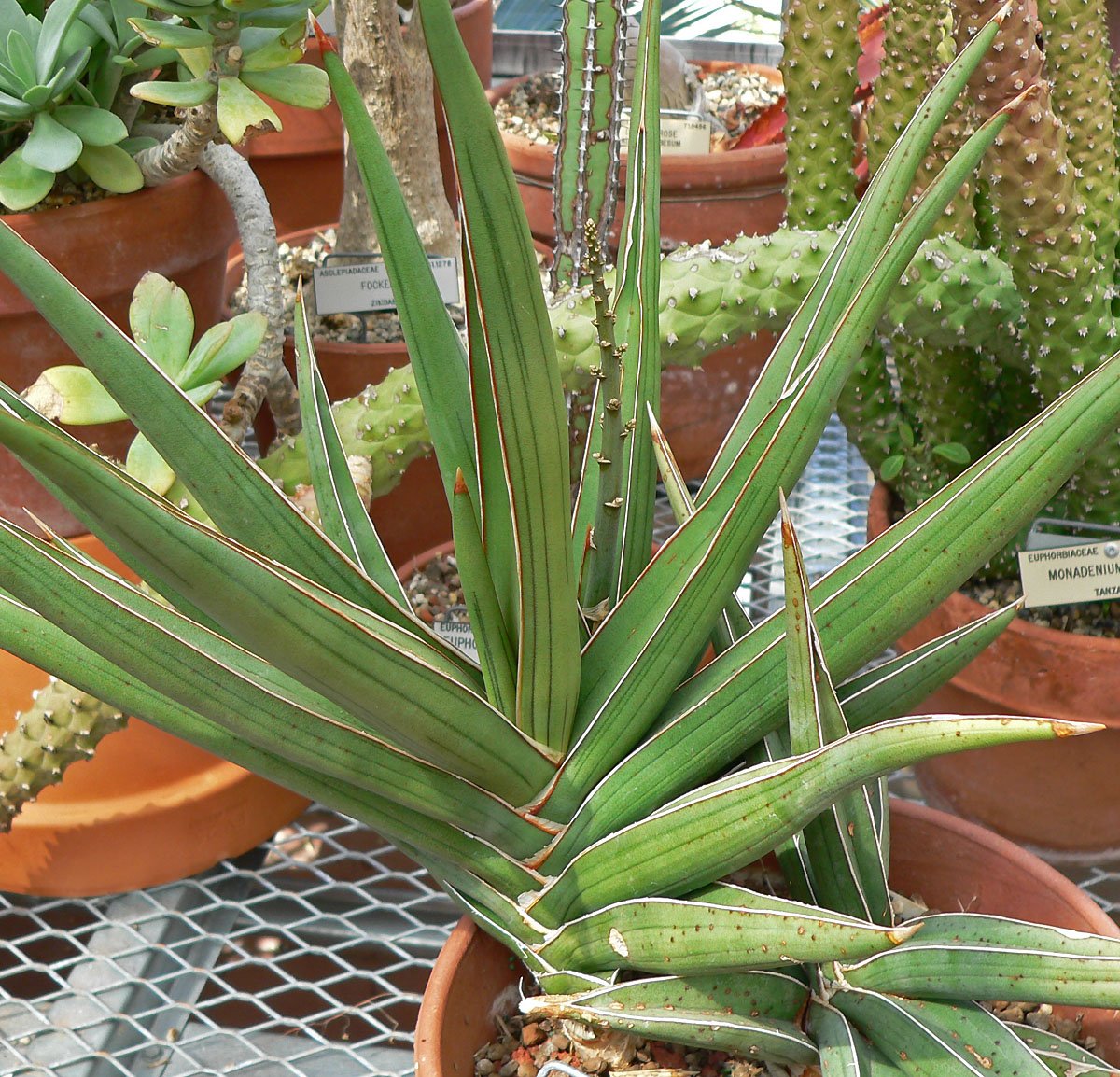 Lưỡi hổ hanningtonii (Sansevieria hanningtonii)