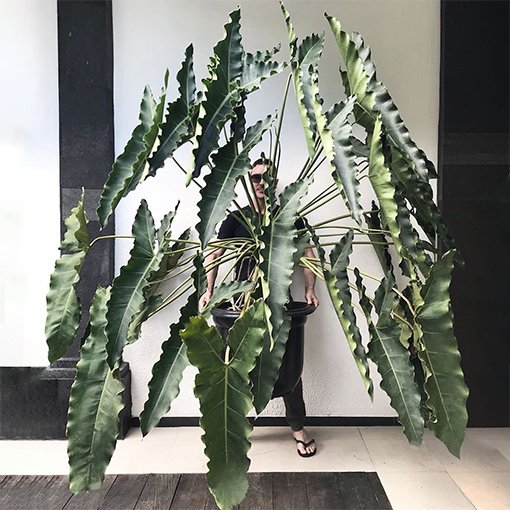 Philodendron Stenolobum 3