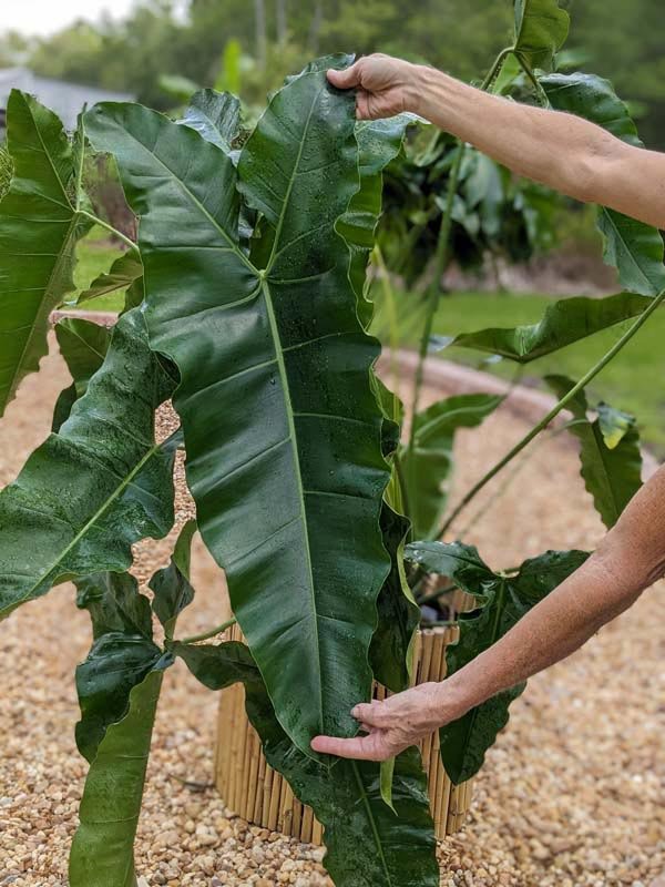 Philodendron Stenolobum 2