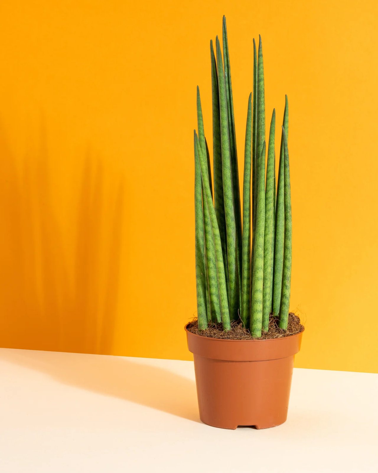 Lưỡi hổ Bacularis (Sansevieria bacularis)
