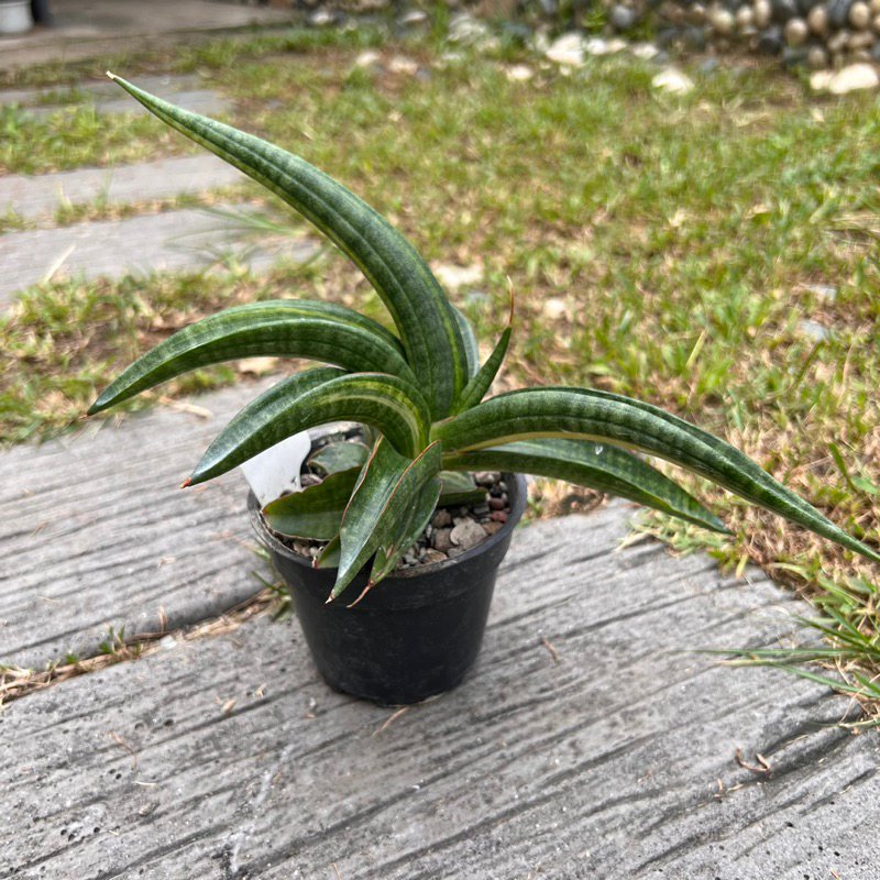 Lưỡi hổ ngà voi ‘Patens' (Sansevieria patens)