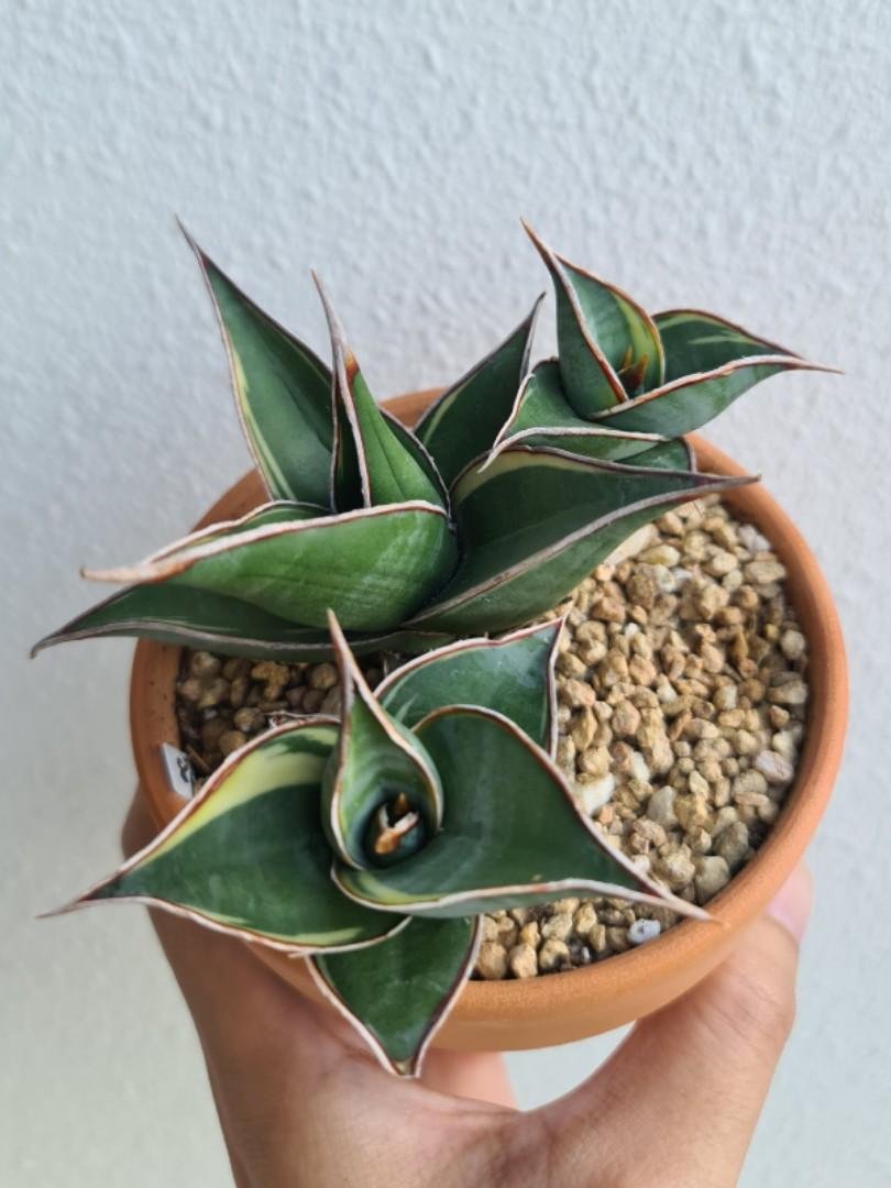 Lưỡi hổ Pinguicula (Sansevieria pinguicula)