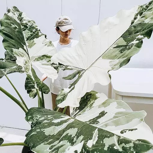 Ráy đột biến ‘Ablo var' (Alocasia macrorrhiza variegata) 3