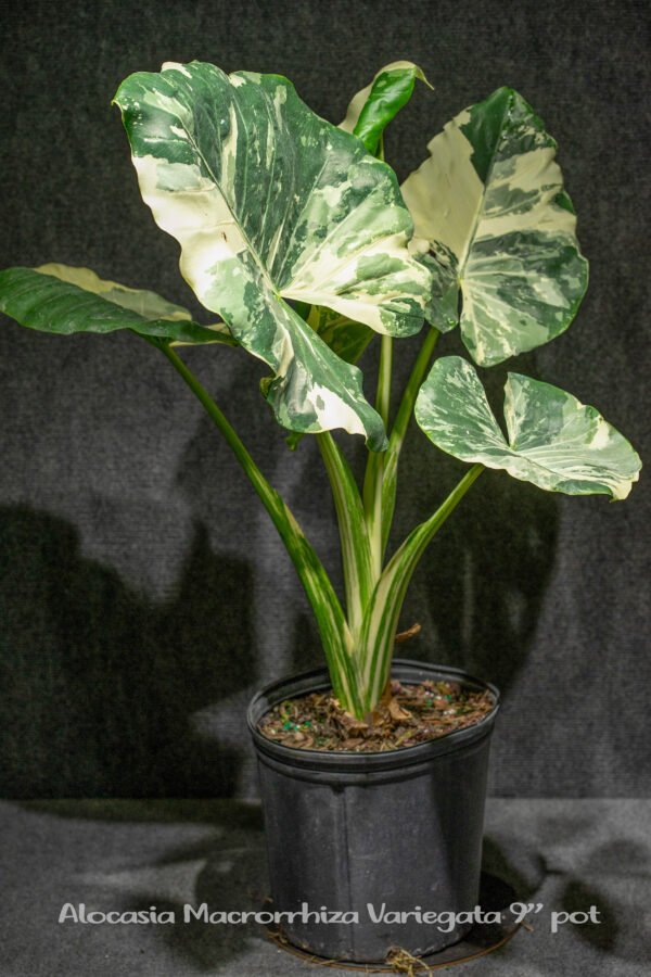 Ráy đột biến ‘Ablo var' (Alocasia macrorrhiza variegata) 2