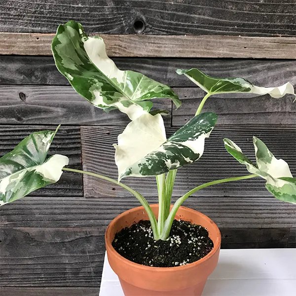 Ráy đột biến ‘Ablo var' (Alocasia macrorrhiza variegata)