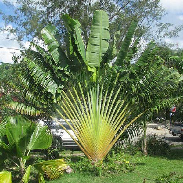 Chuối quạt (Ravenala madagascariensis) 3