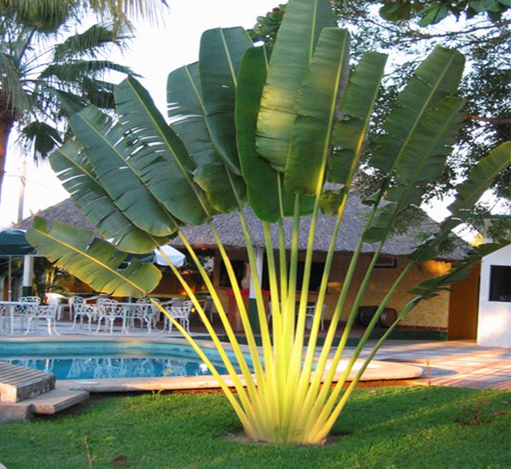 Chuối quạt (Ravenala madagascariensis)
