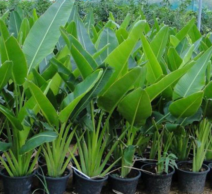Chuối quạt (Ravenala madagascariensis) 2