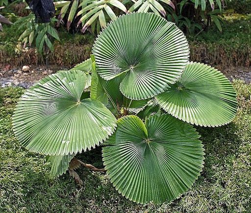 Licuala Cordata 3