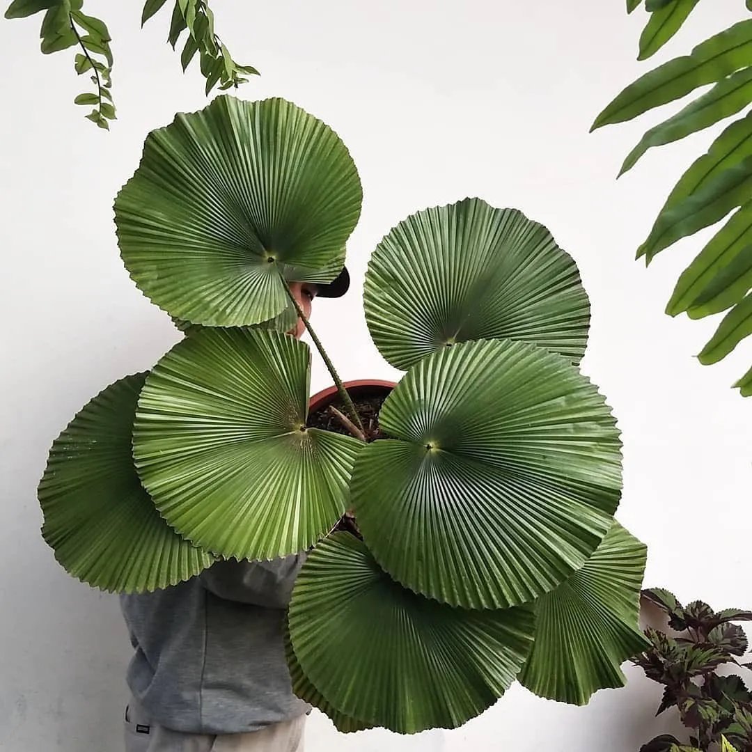 Licuala Cordata