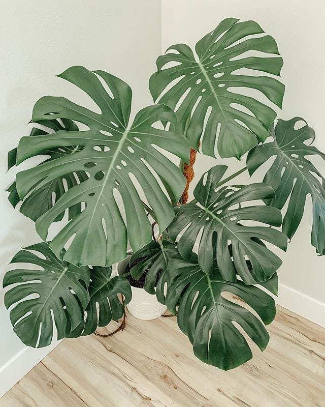 Monstera Borsigiana (Trầu bà lá xẻ Nam Mỹ)