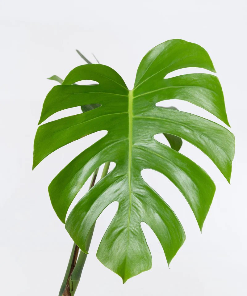 Monstera Borsigiana (Trầu bà lá xẻ Nam Mỹ) 3