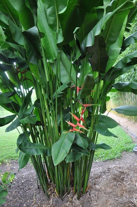 Heliconia ‘Dinosaur'