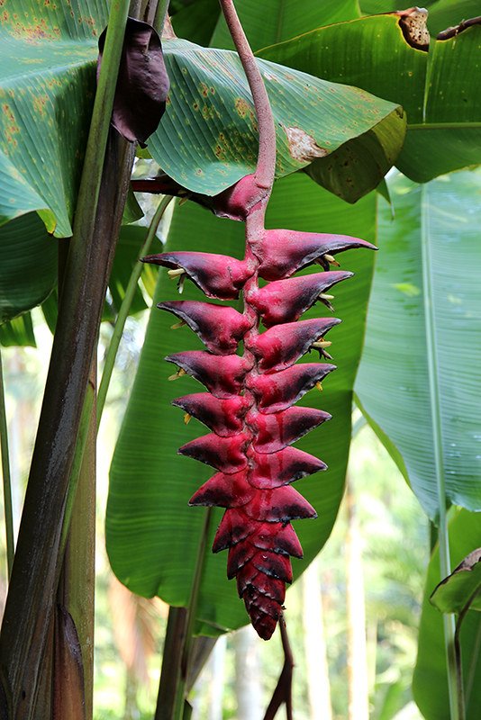 Heliconia ‘Dinosaur' 2